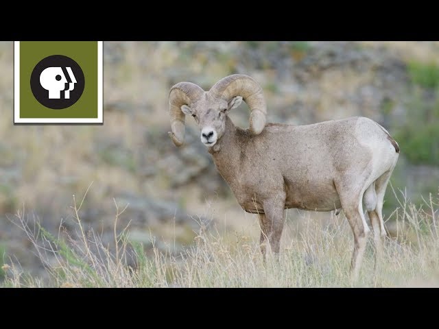 The Biggest Threat to Bighorn Sheep