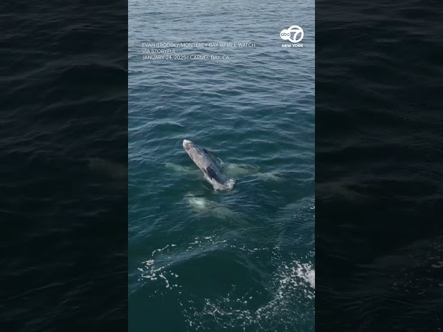 "Super pod" of 1,500+ dolphins, whales recorded by drone camera off California coast