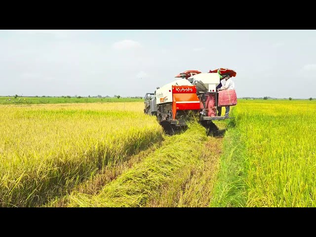 Agriculture Harvesting By Harvesting Machine [ 4K HDR 10 + ] #304 - CAM FARM