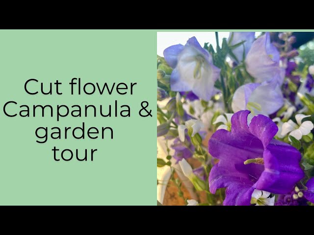 Cut flower Campanula for the late spring cut flower gap with a tour of my garden.