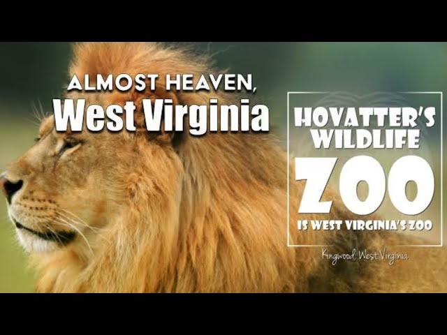 West Virginia, Hovatters Zoo 2023 - 4K 360 VR