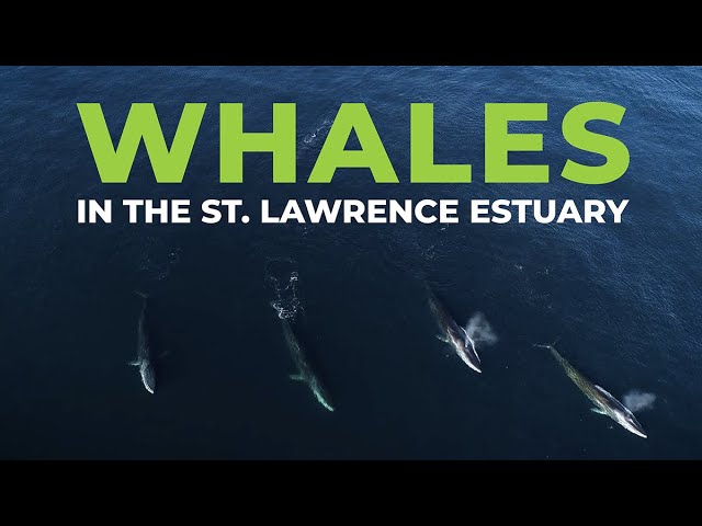 St. Lawrence Estuary: Protecting and Coexisting with Whales