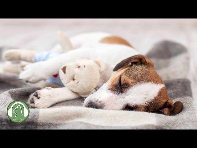 Sleeping Music for Dogs🐶Relaxing Music to Help Your Dog Sleep, Stress Relief Music.