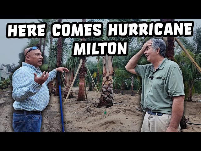 Surprise Hurricane Milton Ruins $50,000 palm planting.