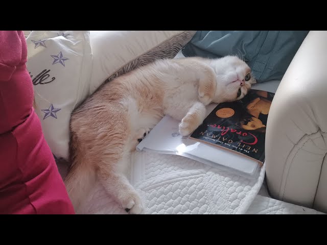 sleep all the time, lazy cat