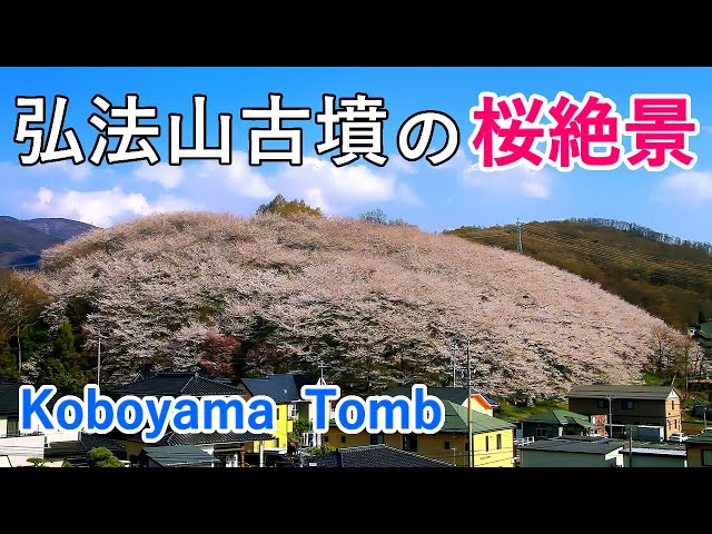 Cherry blossoms at Koboyama Tomb and Togura-juku Kitty Park (Nagano Japan) [ 4K ]