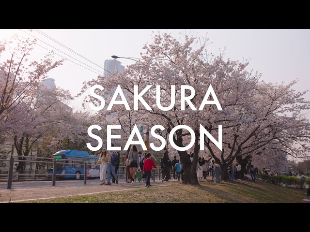 Cherry Blossoms | Travel South Korea