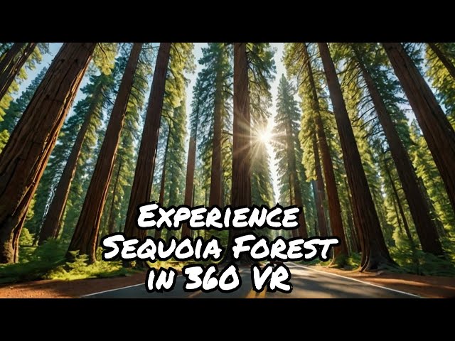 Experience the Sequoia National Forest Like Never Before! | 360 VR Drive in Stunning 8K