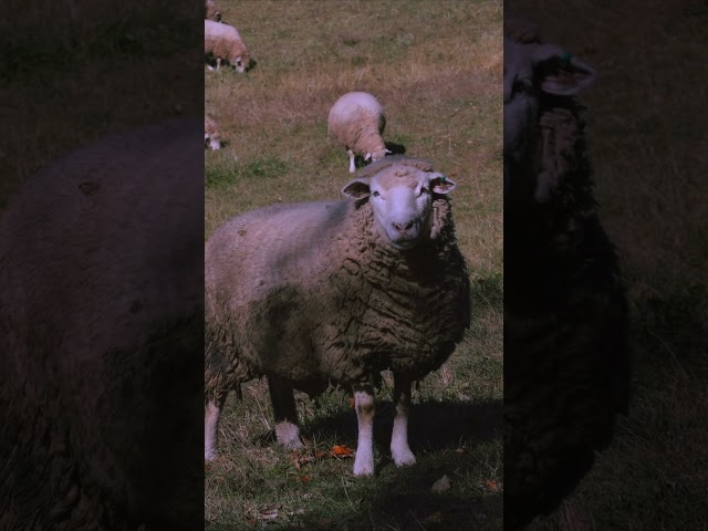 A sheep on a Vermont farm