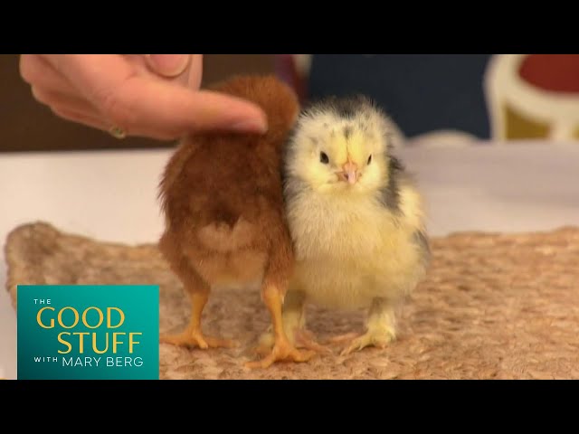 Seth Falk and baby animals  | The Good Stuff with Mary Berg