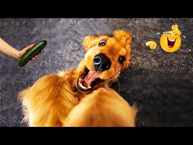 DOGS are the FUNNIEST creatures on Earth 😂 NEW Funny Dog Videos