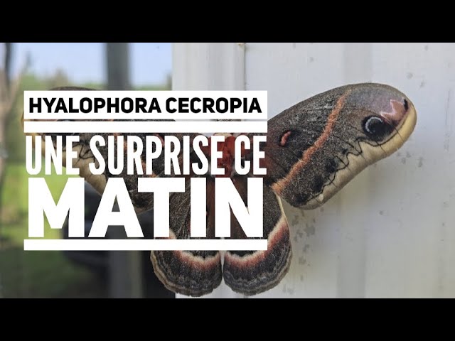 Hyalophora cecropia une surprise ce matin