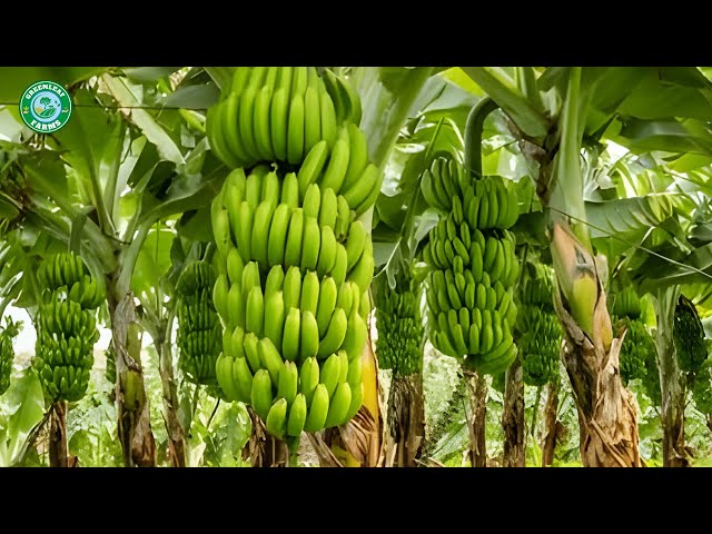 Biggest Banana Farming In India | Banana Agribusiness How It Works in India