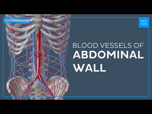 Major blood vessels of the abdominal wall - Quick Anatomy | Kenhub