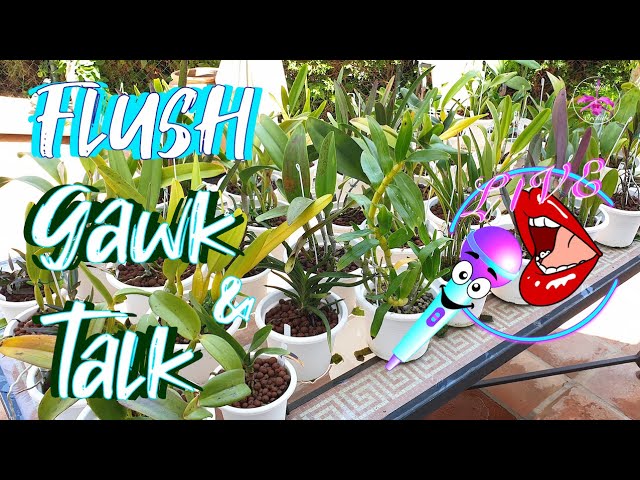 💦🪴💦Flushing Orchids Discussion Q&A FAQ | Dendrobium Issues Updates #ninjaorchids #livestream