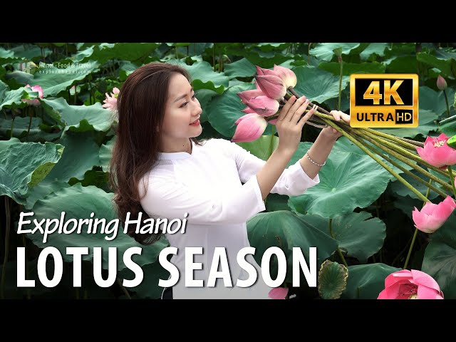 The lotus season in Hanoi