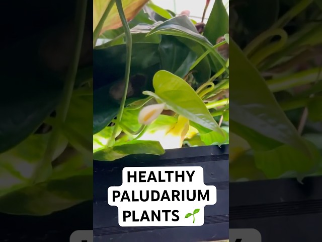 Super Healthy Paludarium Plants - Monstera, Pothos & More