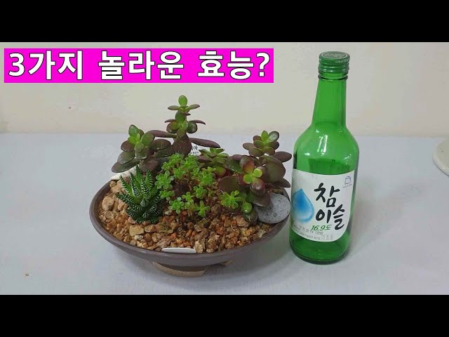 소주로 깍지벌레 죽이기!! 와 아주 놀라운 실험결과를 알려드립니다｜Kill worms with soju !!