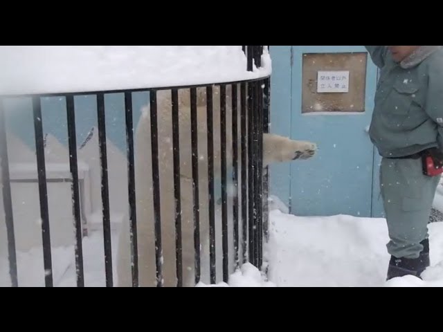 ミルクのガオッ！　釧路市動物園で一般公開スタート~Polar Bear "Milk"