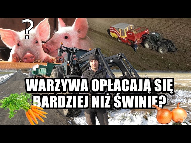 Hodowla świń była nieopłacalna więc postawili na warzywa! Czy dobrze na tym wyszli?