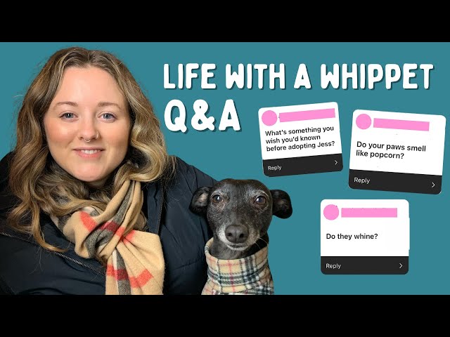 Living with a whippet || Q&A part 2 || Really honest answers