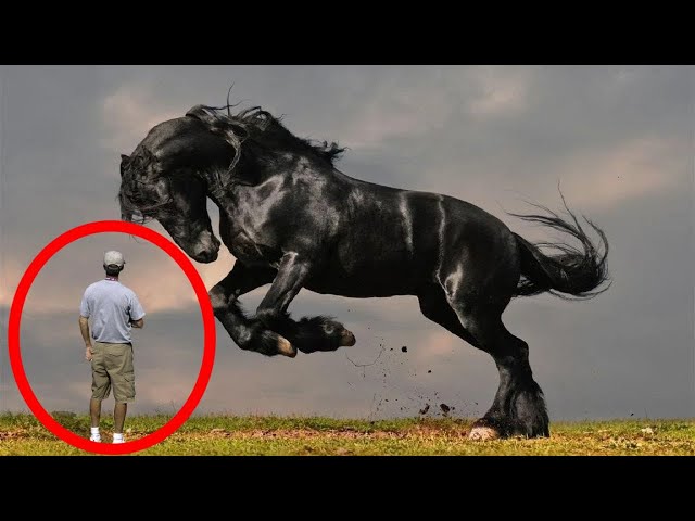 The Biggest Friesian Horse on Earth is Bigger Than Your Imagination