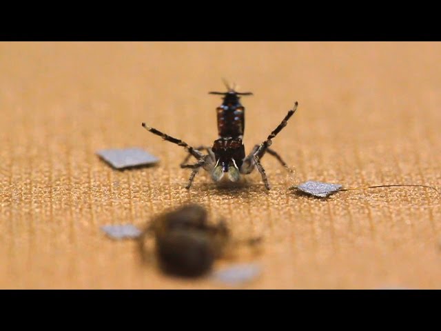 Shake Your Silk-Maker: The Dance of the Peacock Spider