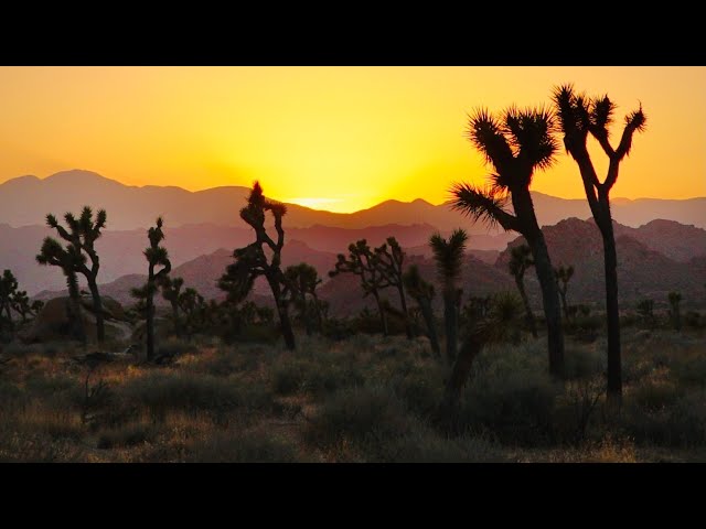 Solo Backpacking in the WILDERNESS | Joshua Tree National Park | Hike, Cook & Camp