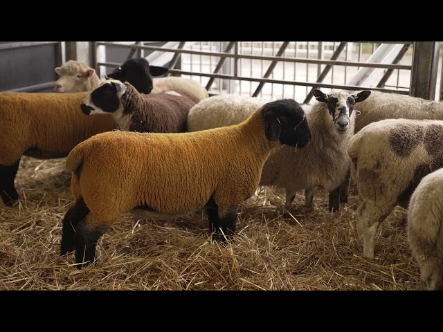 An Exciting New Breed for Cannon Hall Farm's Flock