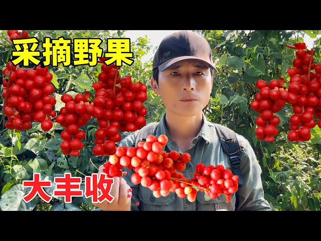 Hometown wild fruit ripe  Zhigang and uncle into the mountains to pick  taste the taste of nature!