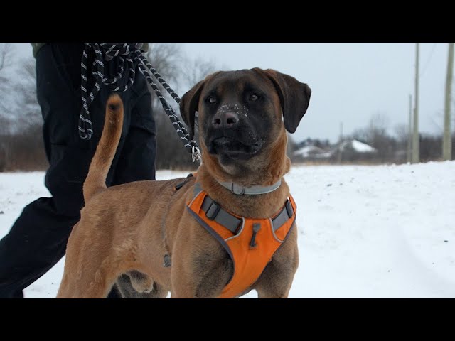 Meet Doban, a dog rescued from the dog meat trade who is learning to trust humans