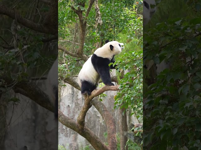 摘果子專家「圓寶」的點心挑戰🐼 #TaipeiZoo #臺北市立動物園 #大貓熊 #GiantPanda #圓寶