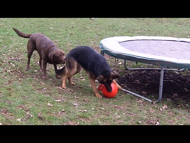 Head Boy Labrador Buddy & GSD Tinkerbell under the trampoline.