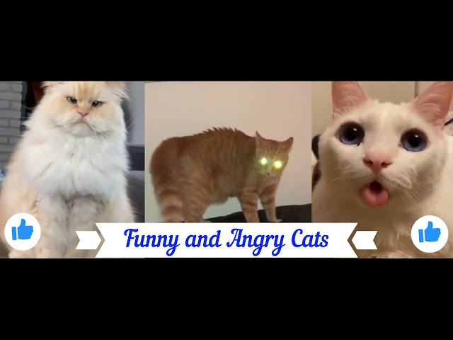 Funny cats jokes 2021, funny angry cats, funny angry cat video