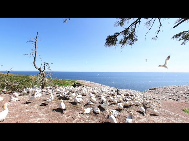 VR180, Gannet birds colony near Percé