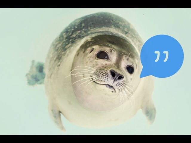 Seals Have Learned To Speak...English?