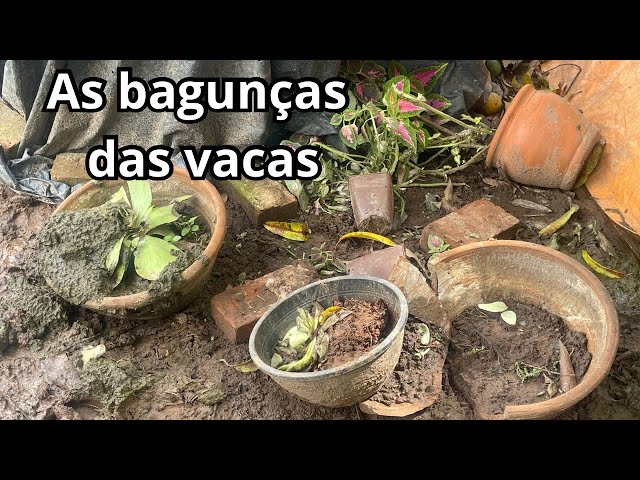 Elas destruíram a minha horta #vidanointerior #agro #sitio #vidanositio