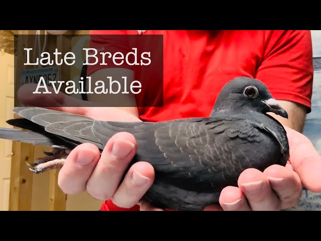 BIG NEWS in the pigeon sport & 2023 Late bred racing pigeons available!