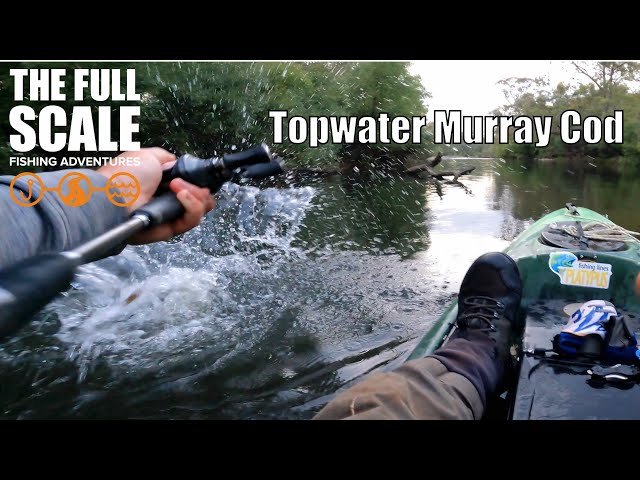 Fishing The Topwater Bite Time Murray Cod | The Full Scale