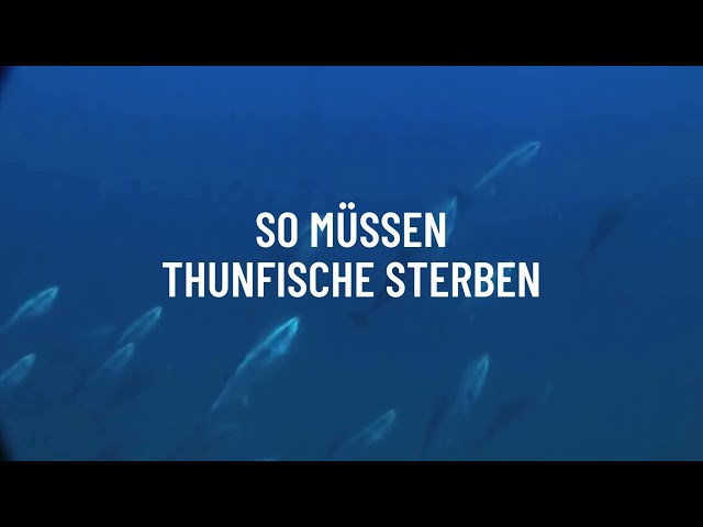 So müssen Thunfische sterben #worldtunaday