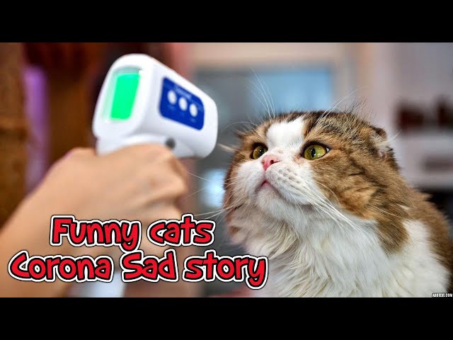 Funny cats telling a sad story | try not to laugh at this sad story