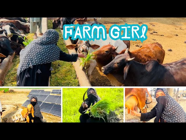 Buffalo Dairy Farm | Daily Routine in Villages | Milk Production Secrets