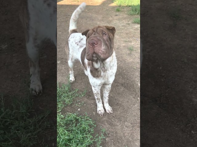 Hereditary Chronic Illness Causing Recurring Fevers Threatens The Life Of 9-Mo-Old Shar Pei Puppy