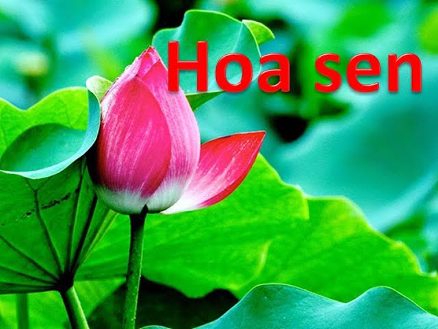 Hoa sen- Tìm hiểu và khám phá