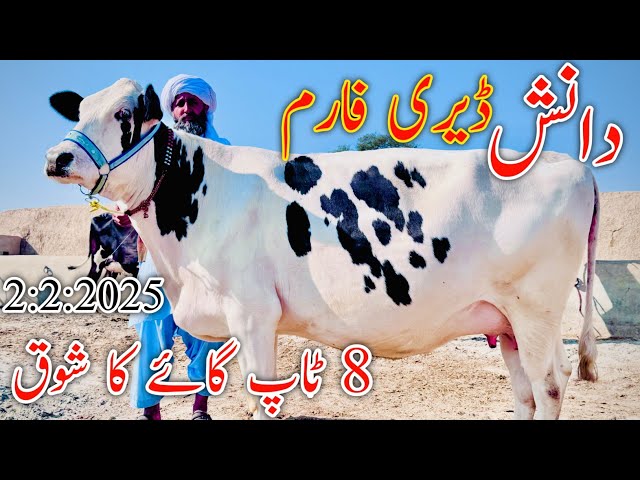 Danish Dariy Farm | 35kg Word Milking Australian Friesian Cows For Sale | Cholistani Crass Cow