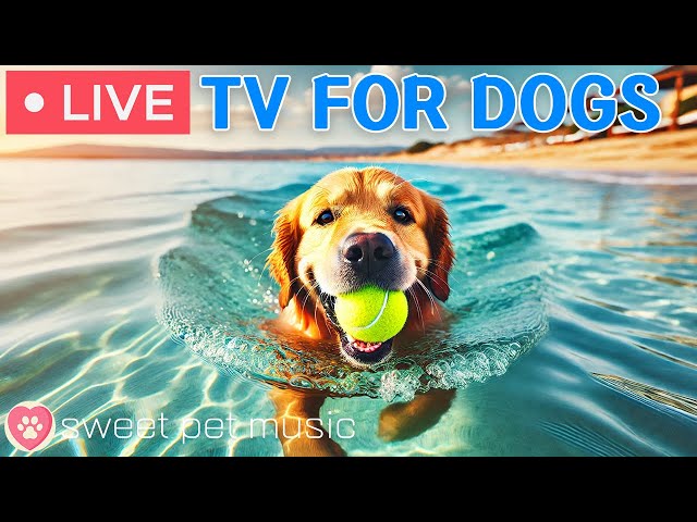 🔴 24 hours of Dog TV - Deep Relaxation Music for Dogs🎵🐶Dog Calming Music💖Dog Stress Relief Music