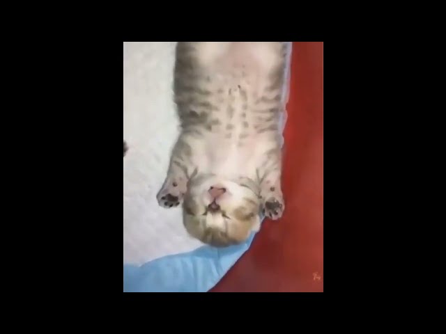 Funny Cat Videos!!