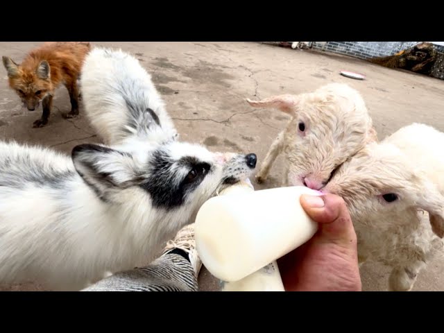 Have you ever seen such an entertaining video? A dog 🐶, a fox 🦊, and a calf 🐮 become best friends! 😘