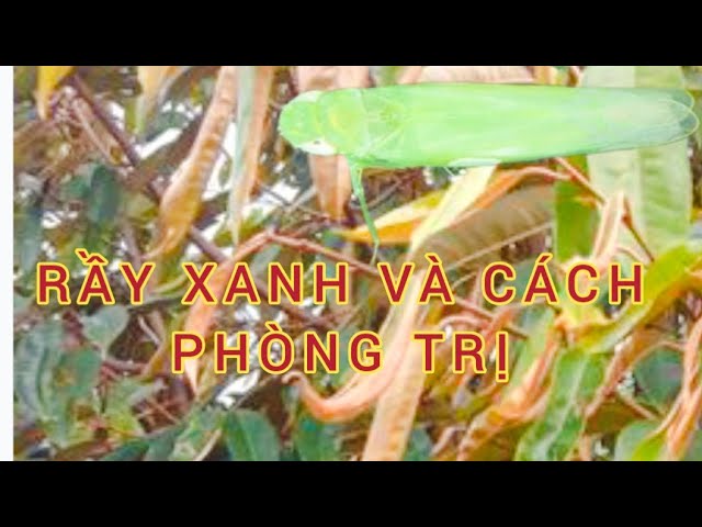 Cách phòng trị rầy xanh hiệu quả, và không kháng thuốc.cho sầu riêng!