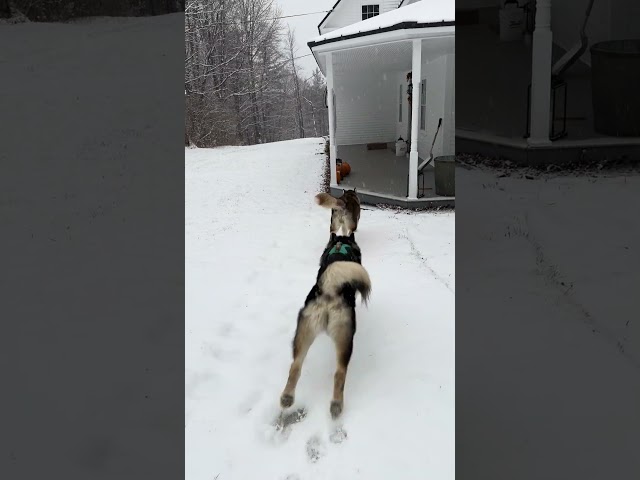 Alaskan Malamutes First Snow Of The Season!!!  #alaskanmalamute #husky #snow #wolf #dog #shortvideo